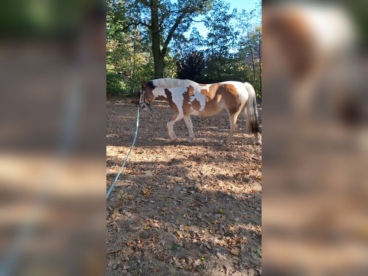 Tinker Mix Merrie 5 Jaar 145 cm Gevlekt-paard in Lohne (Oldenburg)