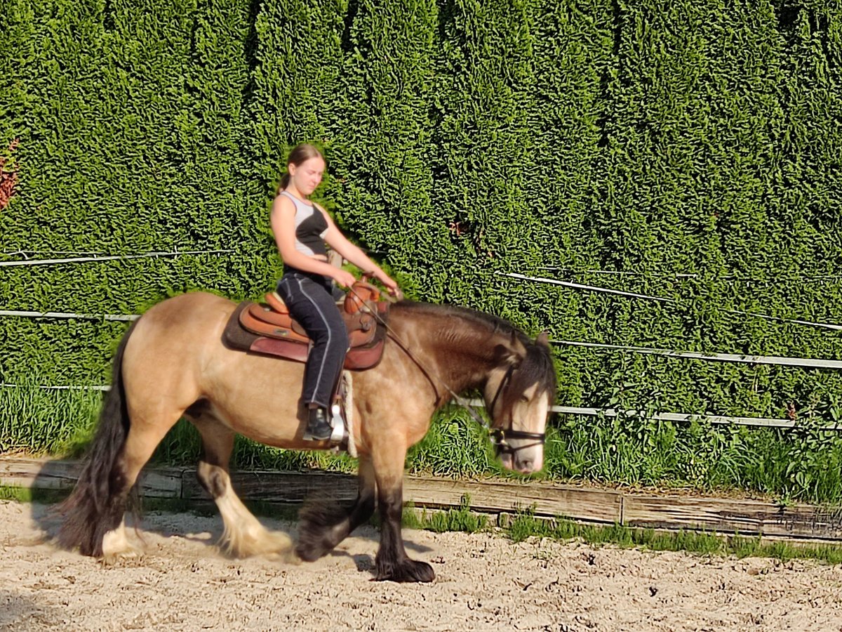 Tinker Merrie 6 Jaar 143 cm Buckskin in Erkelenz