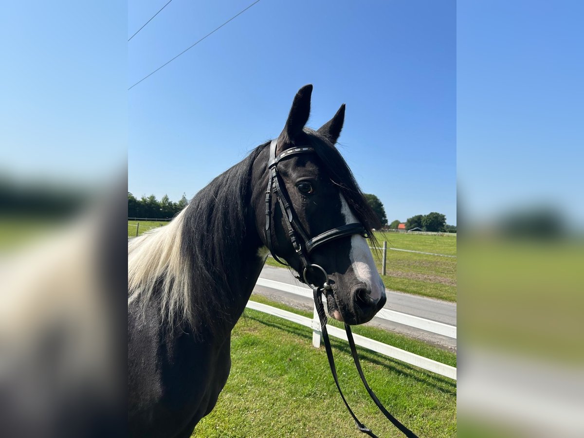 Tinker Merrie 6 Jaar 152 cm Gevlekt-paard in Bad Laer