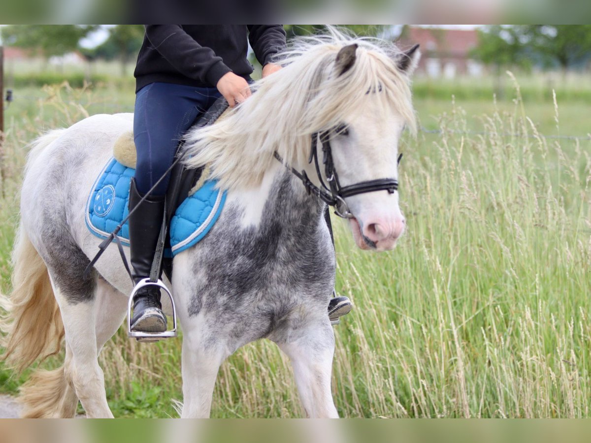 Tinker Merrie 7 Jaar 124 cm Roan-Blue in Bogaarden