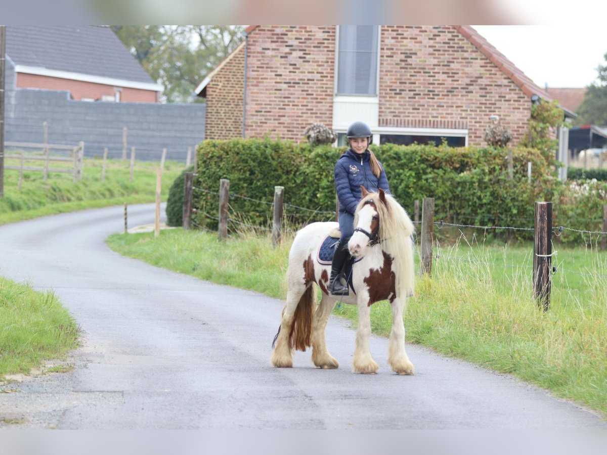 Tinker Merrie 7 Jaar 127 cm Gevlekt-paard in Bogaarden
