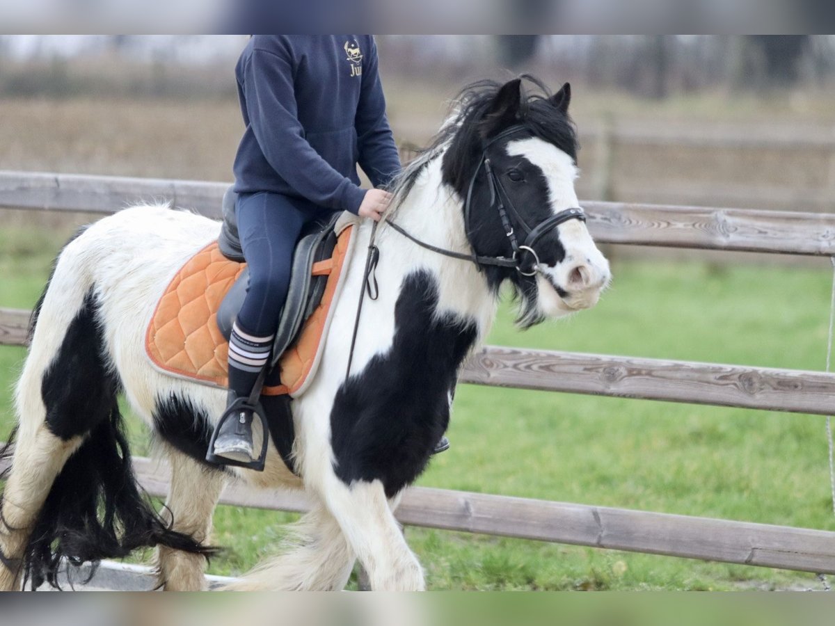 Tinker Merrie 7 Jaar 130 cm Gevlekt-paard in Bogaarden