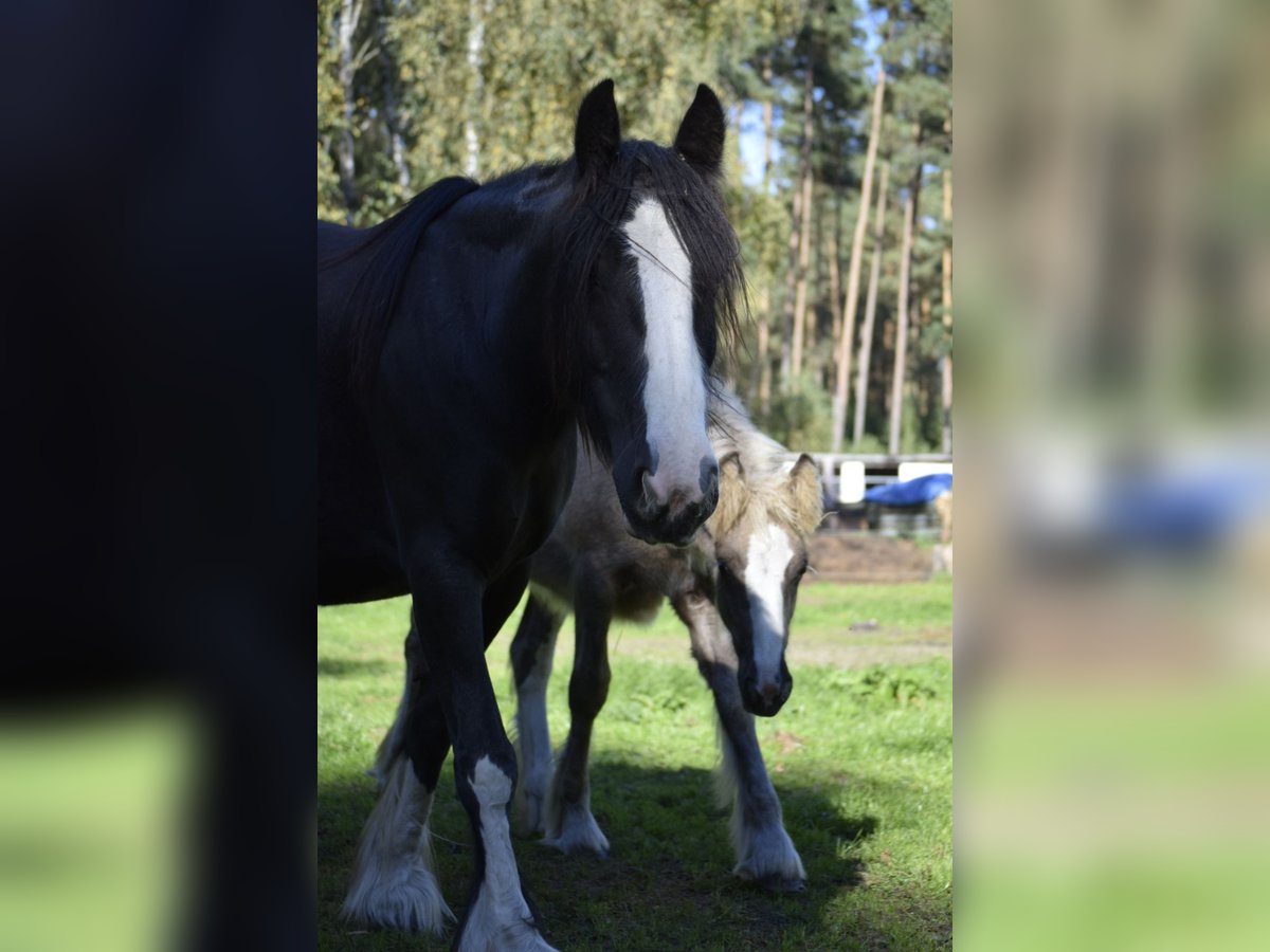 Tinker Mix Merrie 7 Jaar 148 cm Zwart in Heiligengrabe