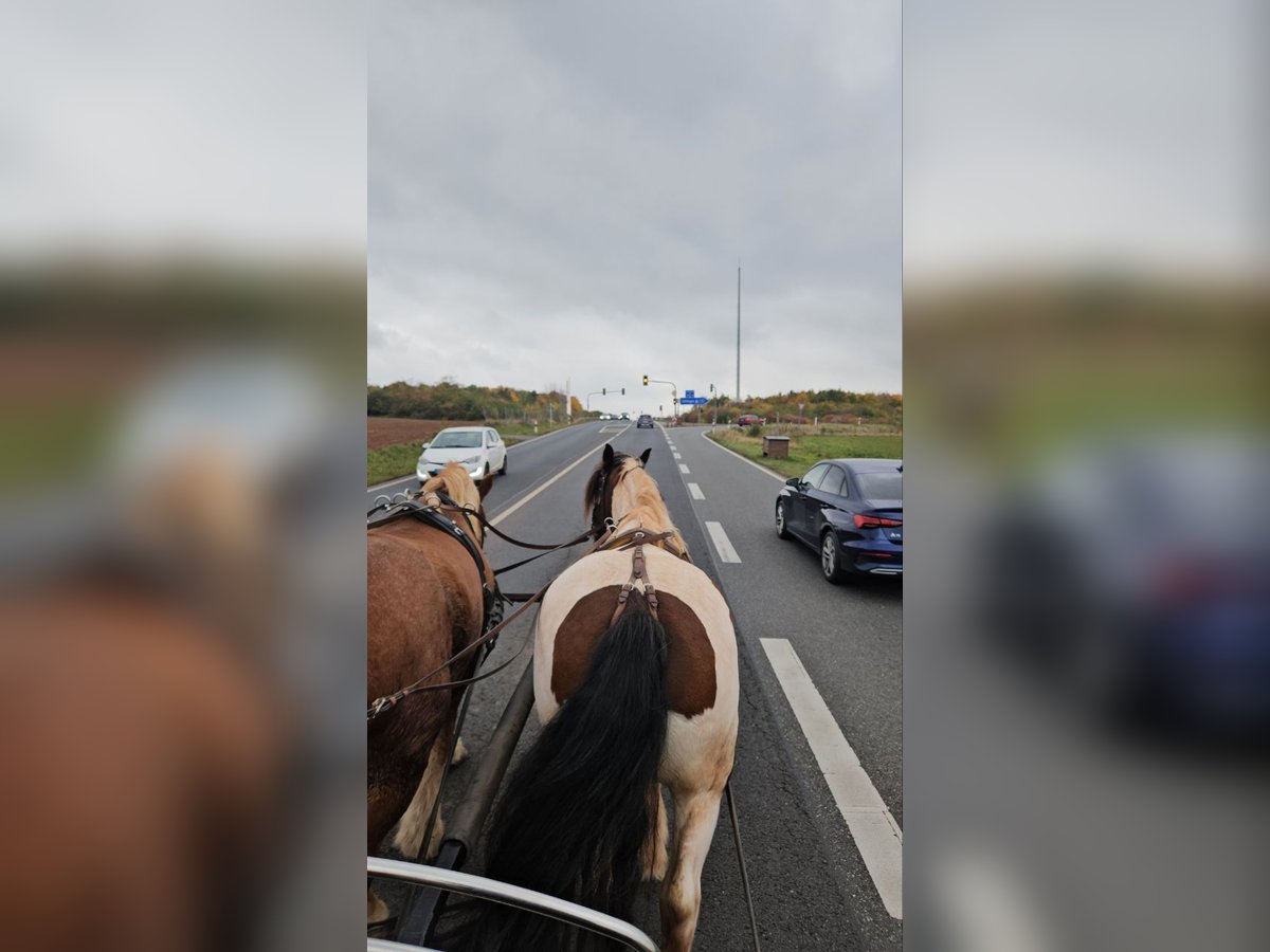 Tinker Merrie 7 Jaar 154 cm Gevlekt-paard in Nordhausen