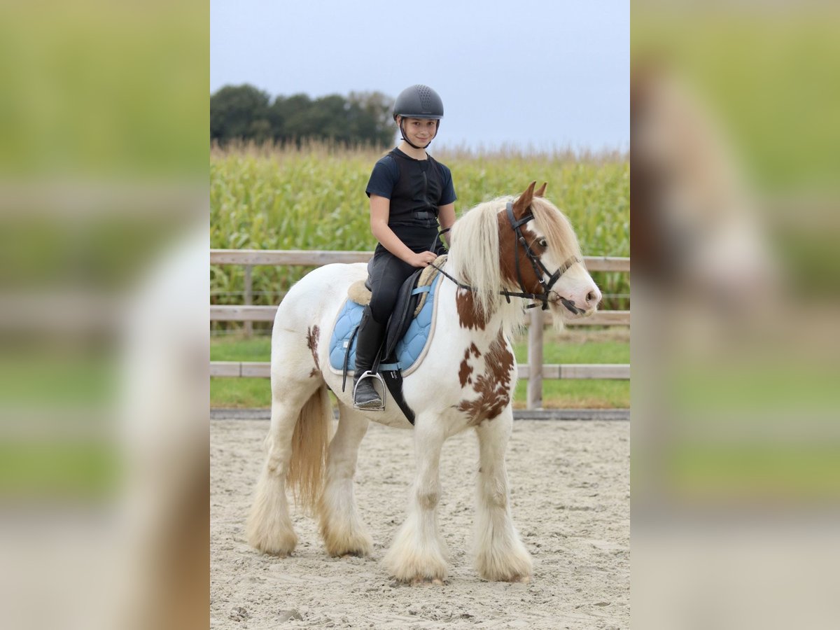 Tinker Merrie 8 Jaar 133 cm Gevlekt-paard in Bogaarden