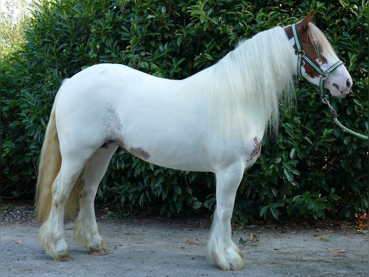 Tinker Merrie 8 Jaar 137 cm Gevlekt-paard in Lathen