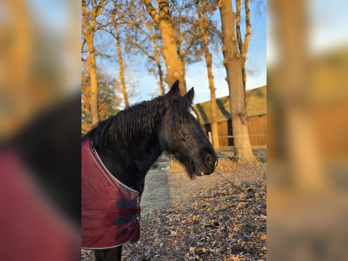Tinker Merrie 8 Jaar 152 cm Zwart in Hude (Oldenburg)