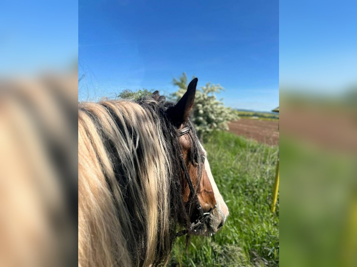 Tinker Merrie 8 Jaar 154 cm Gevlekt-paard in Nordhausen
