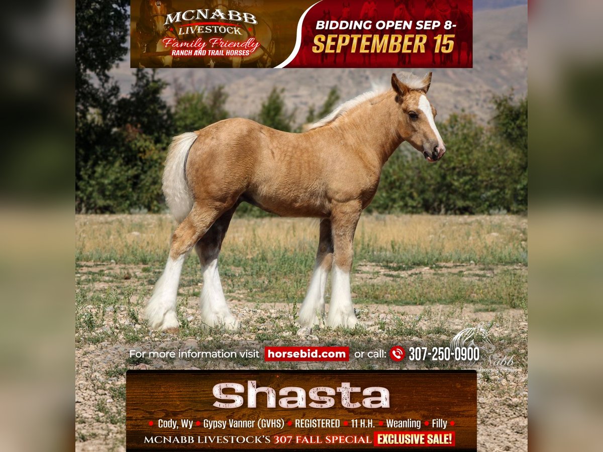 Tinker Merrie Veulen (05/2025) 112 cm Palomino in Cody