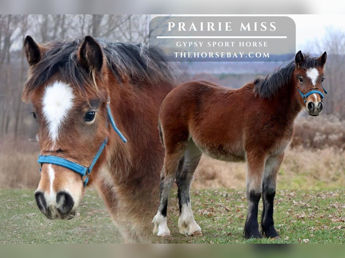 Tinker Merrie Veulen (05/2025) 112 cm Roodbruin in Hesperia, MI