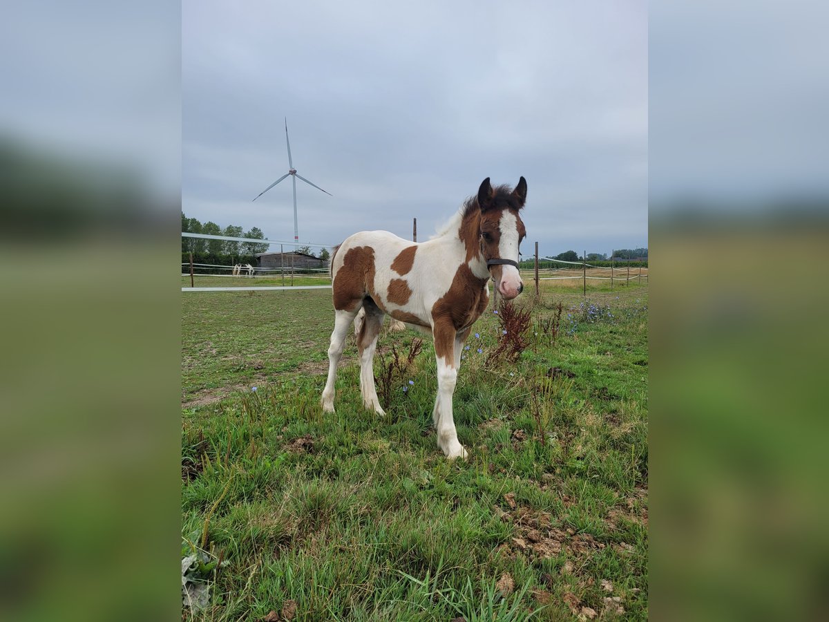 Tinker Merrie Veulen (06/2025) 150 cm Gevlekt-paard in Hasselt