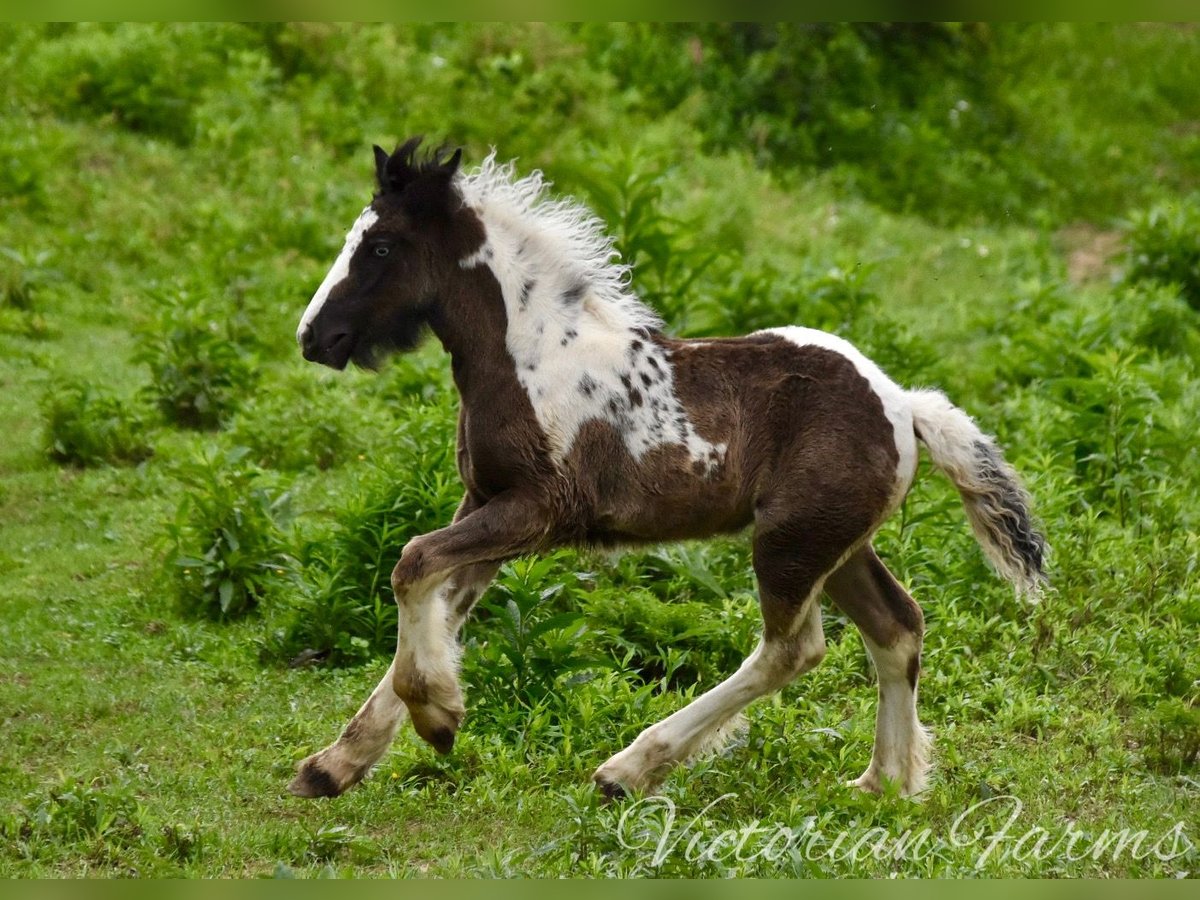 Tinker Merrie veulen (05/2024) 152 cm Tobiano-alle-kleuren in East Canton