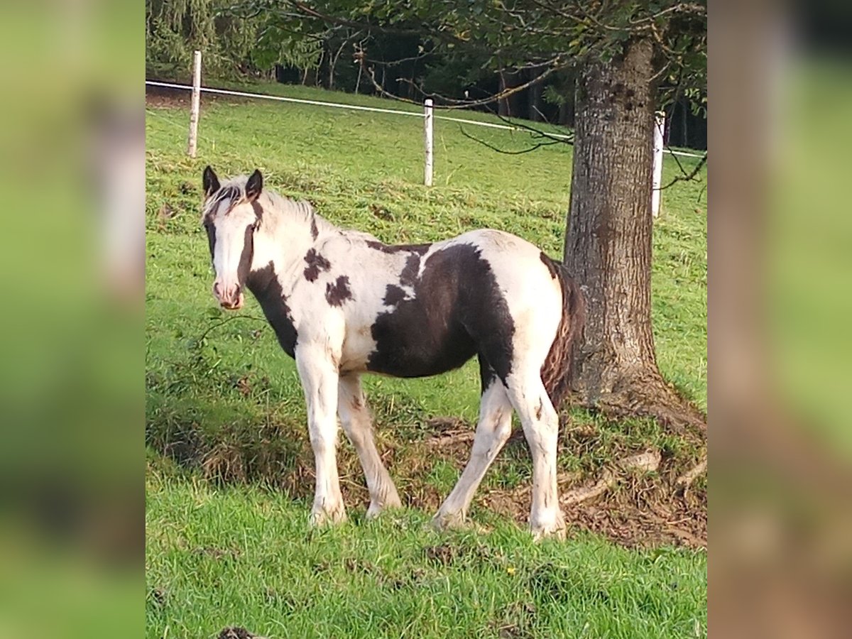 Tinker Merrie veulen (04/2024) Gevlekt-paard in Oberstaufen