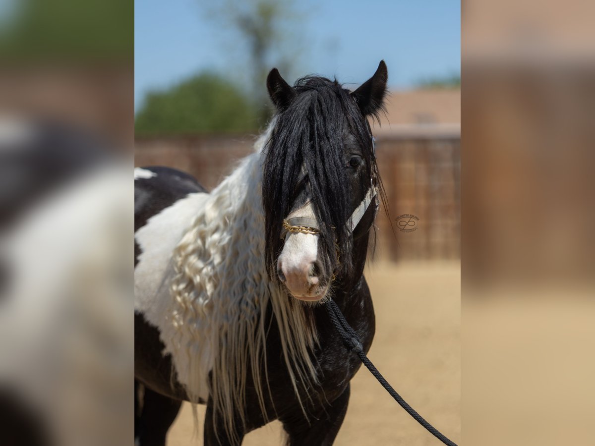 Tinker Ogier 5 lat Tarantowata in Bakersfield