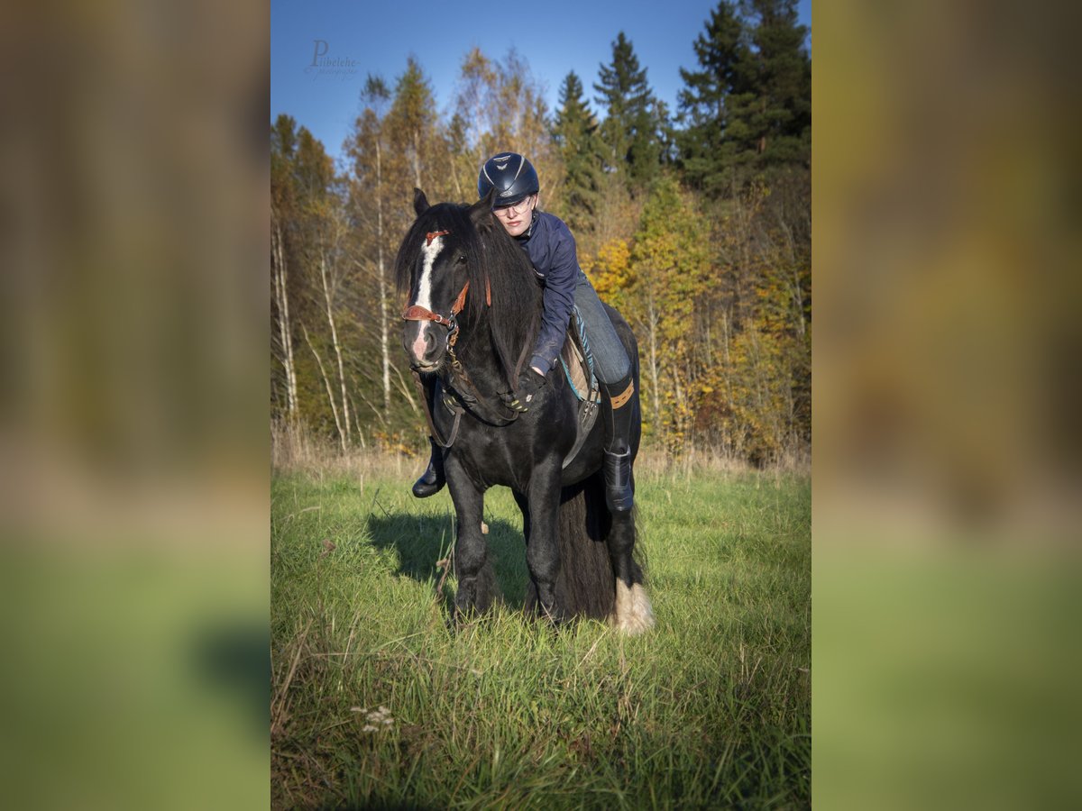 Tinker Ogier 6 lat 153 cm Kara in kohila