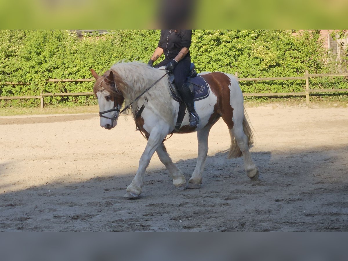 Tinker Ruin 11 Jaar 154 cm Gevlekt-paard in Wachtendonk