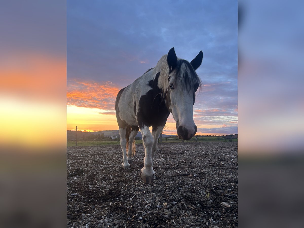 Tinker Ruin 20 Jaar 155 cm Gevlekt-paard in Uitikon Waldegg