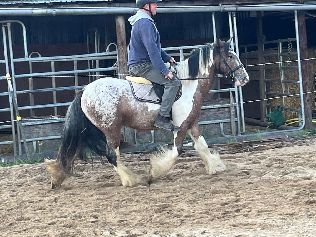 Tinker Ruin 3 Jaar 145 cm Gevlekt-paard in Morsbach