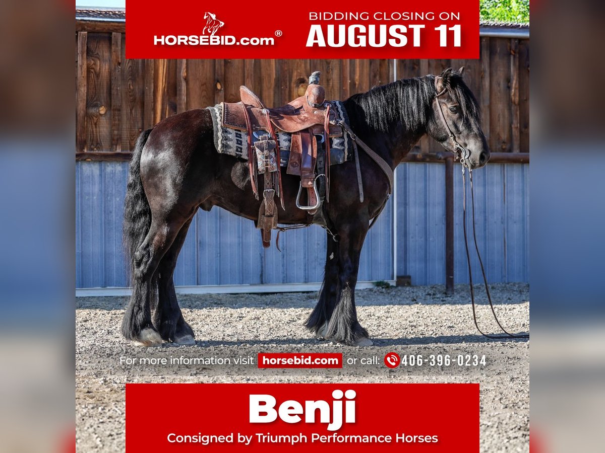 Tinker Mix Ruin 4 Jaar 145 cm Zwart in Hamilton, MT