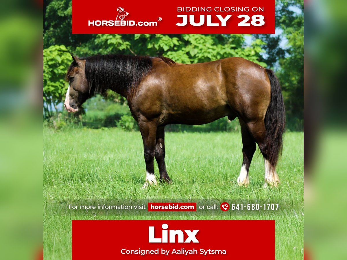 Tinker Mix Ruin 4 Jaar 150 cm Buckskin in Plano