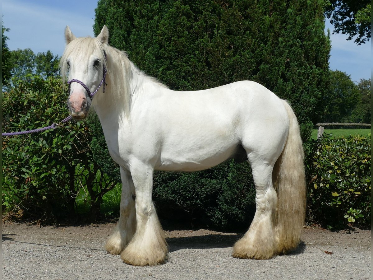 Tinker Ruin 8 Jaar 133 cm Schimmel in Lathen