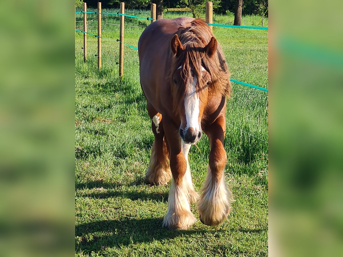 Tinker Semental 2 años 139 cm Alazán in Judenbach