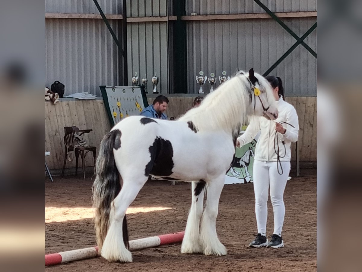 Tinker Semental 6 años 136 cm Pío in Egmond aan den Hoef