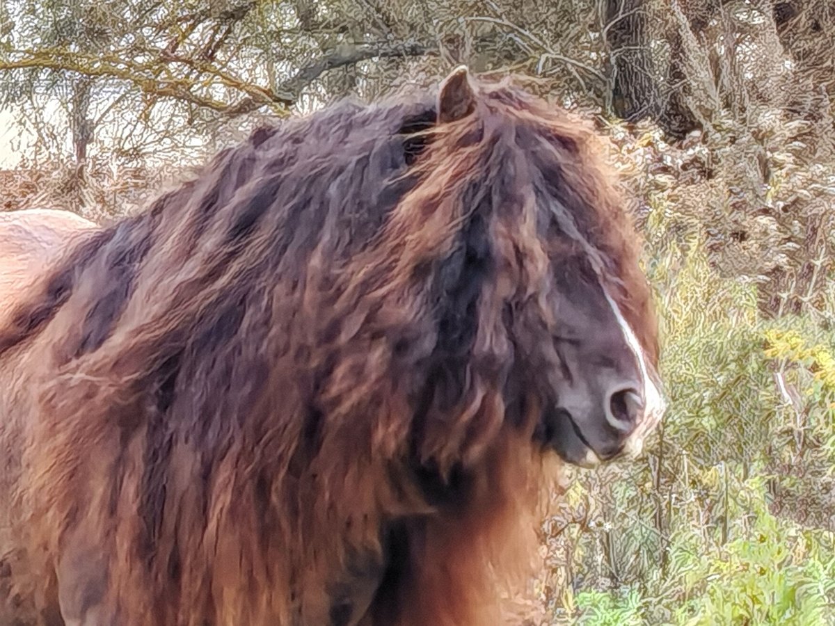 Tinker Semental 6 años 145 cm Morcillo in Csokvaomány