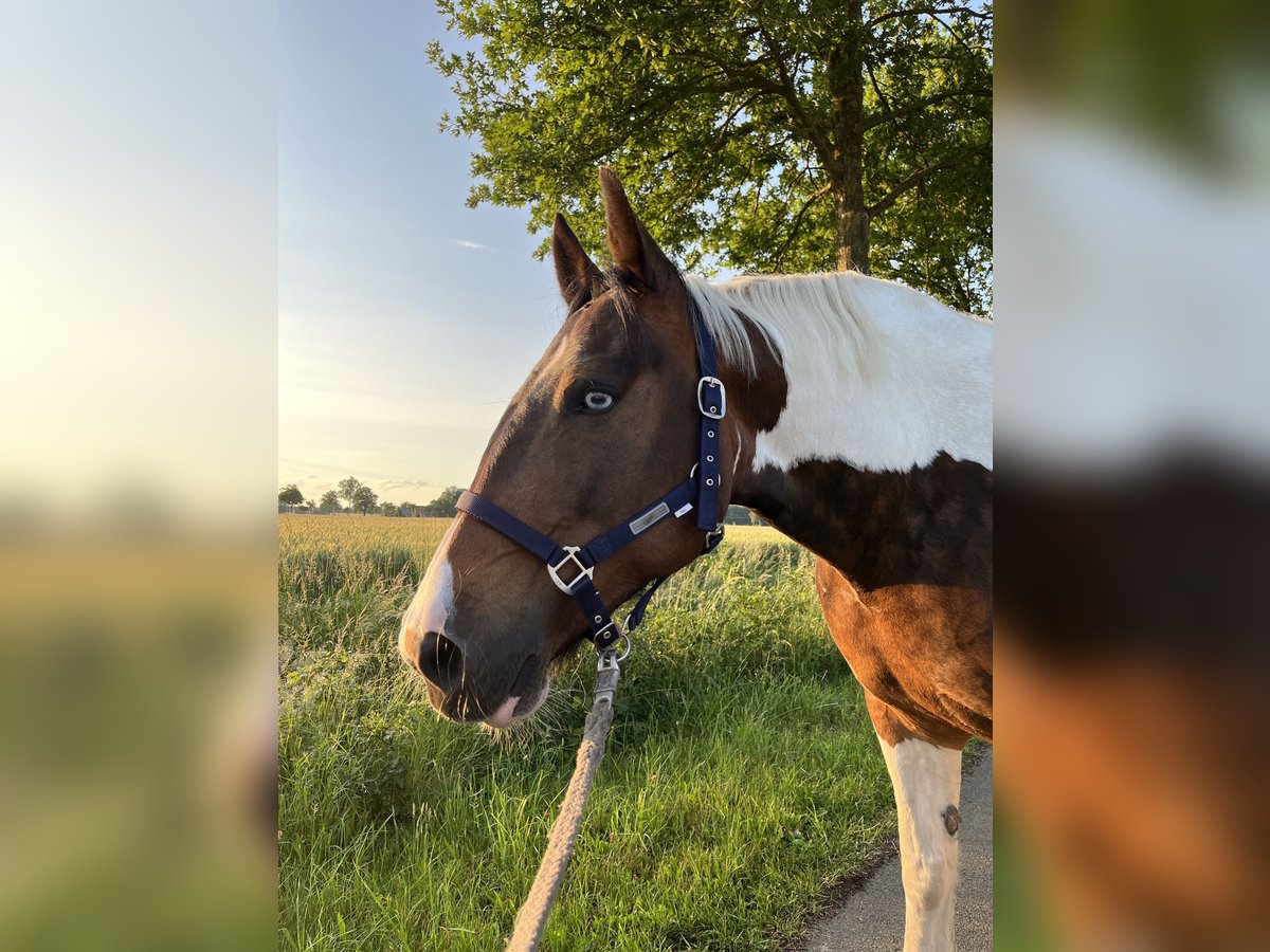 Tinker Mix Stute 10 Jahre 155 cm Schecke in Espelkamp