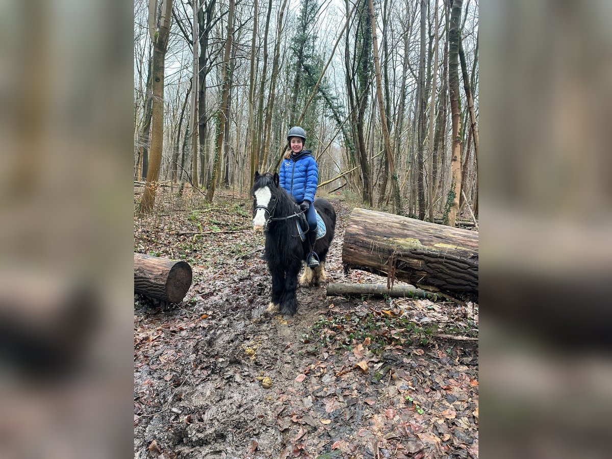 Tinker Stute 11 Jahre 125 cm Rappe in Bogaarden