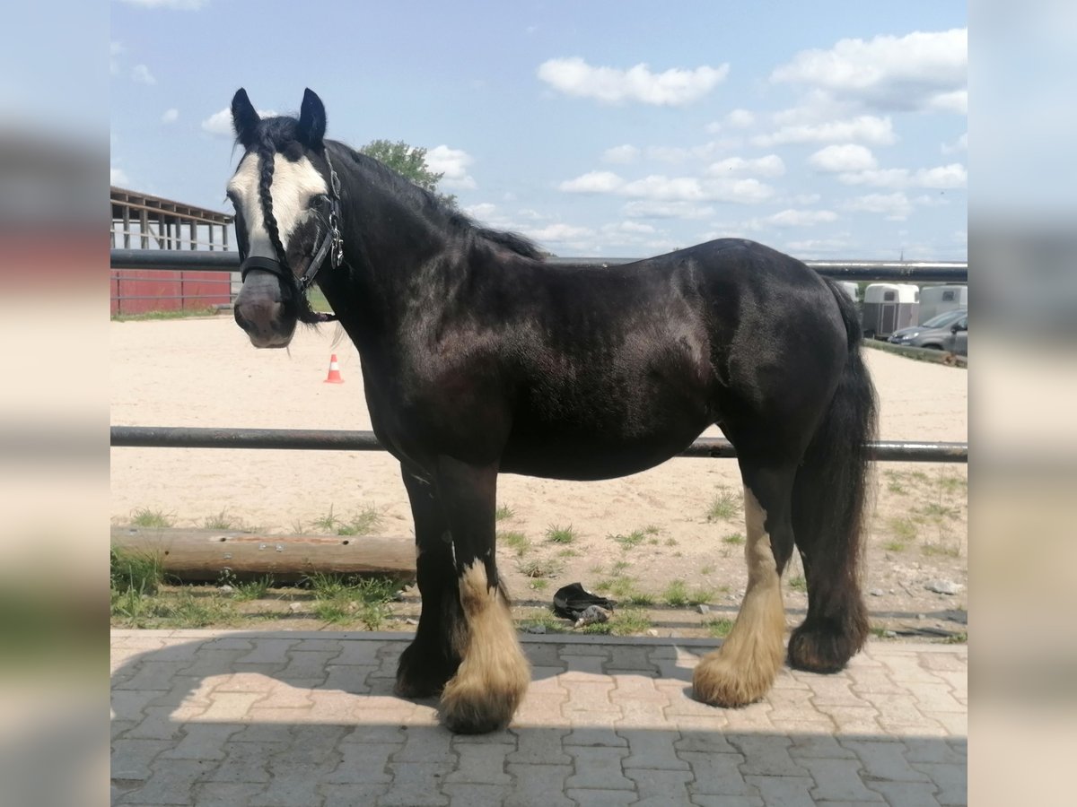 Tinker Stute 11 Jahre 130 cm Rappe in Crailsheim