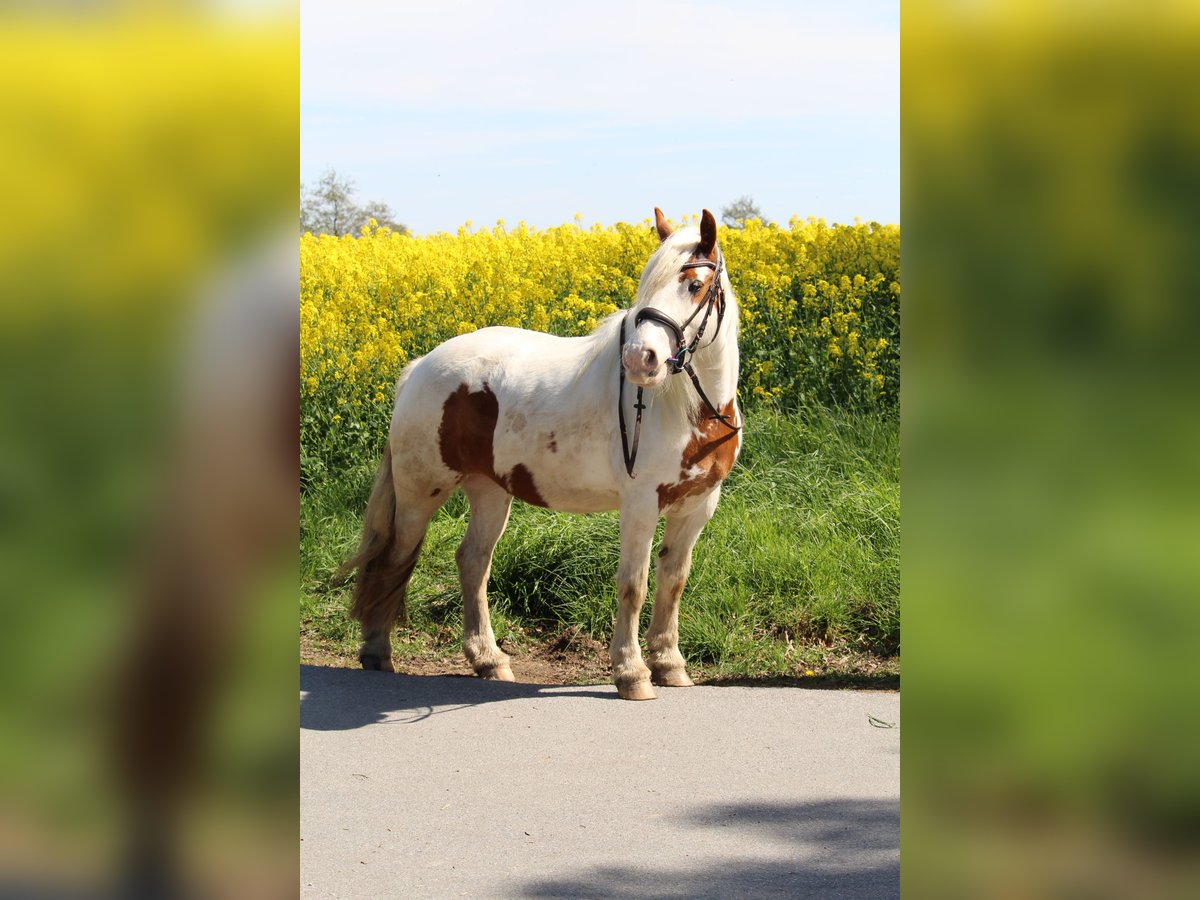 Tinker Stute 11 Jahre 132 cm in Erwitte