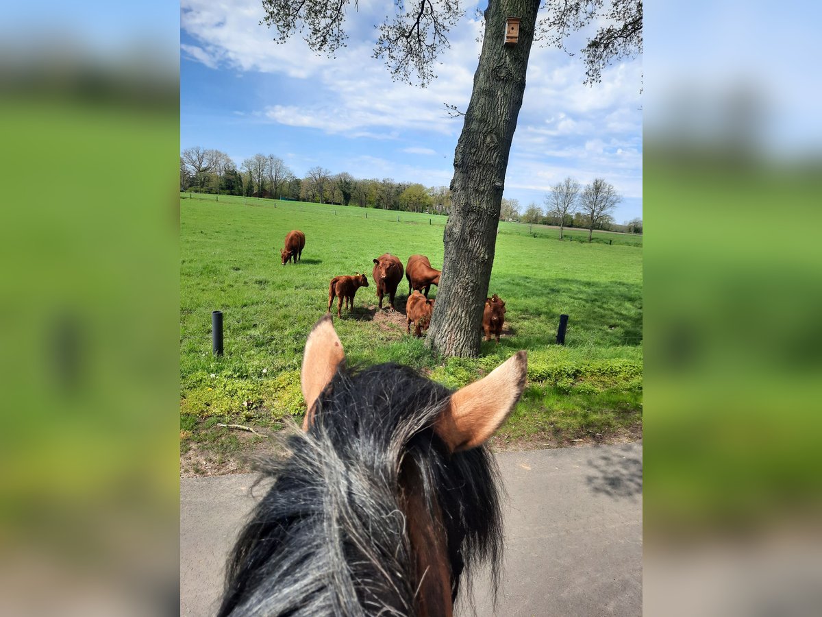 Tinker Stute 11 Jahre 152 cm Champagne in Nordhorn