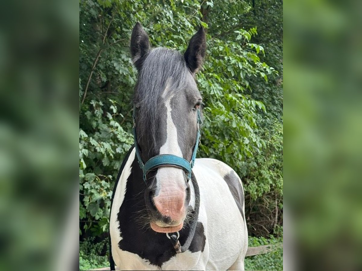 Tinker Stute 12 Jahre 132 cm Schecke in K&#xF6;ln