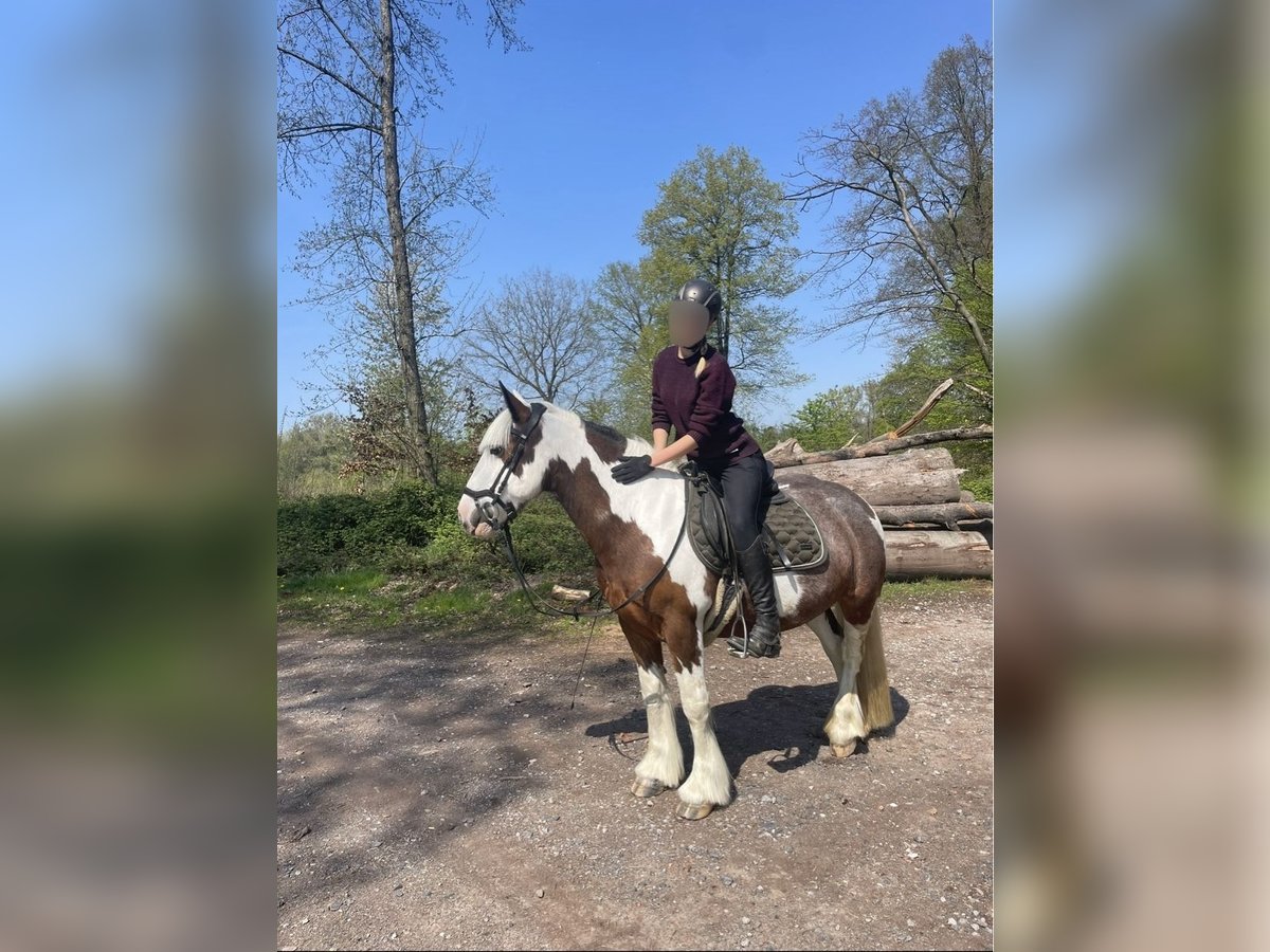 Tinker Mix Stute 12 Jahre 140 cm Schecke in Billerbeck