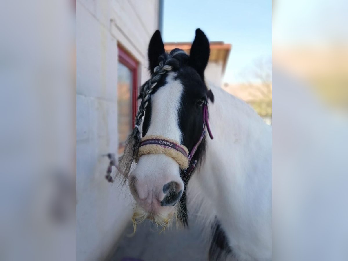 Tinker Stute 12 Jahre 143 cm Schecke in Kaltensondheim
