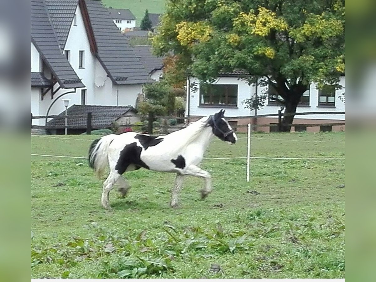 Tinker Stute 12 Jahre 146 cm Schecke in Eslohe