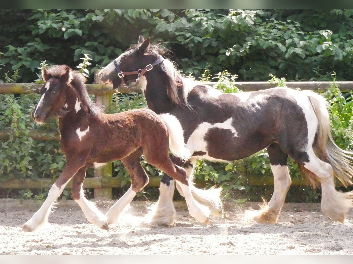 Tinker Stute 13 Jahre 128 cm in Dorsten