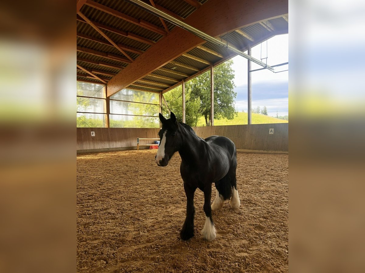 Tinker Stute 13 Jahre 138 cm Rappe in Peiting