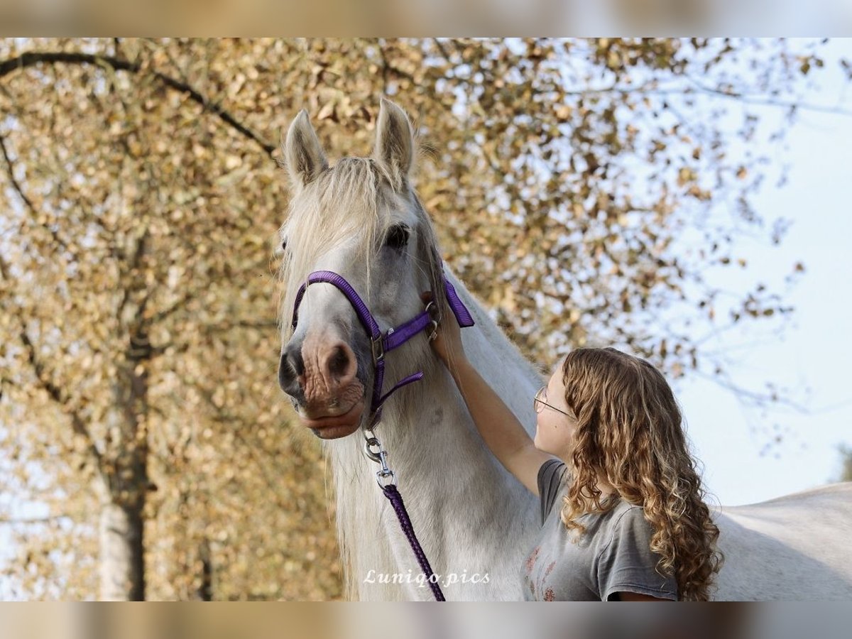 Tinker Stute 13 Jahre 153 cm Schimmel in Geel