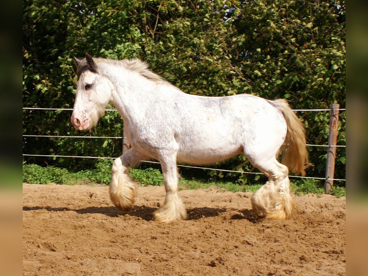 Tinker Stute 14 Jahre 135 cm Roan-Blue in Velpke