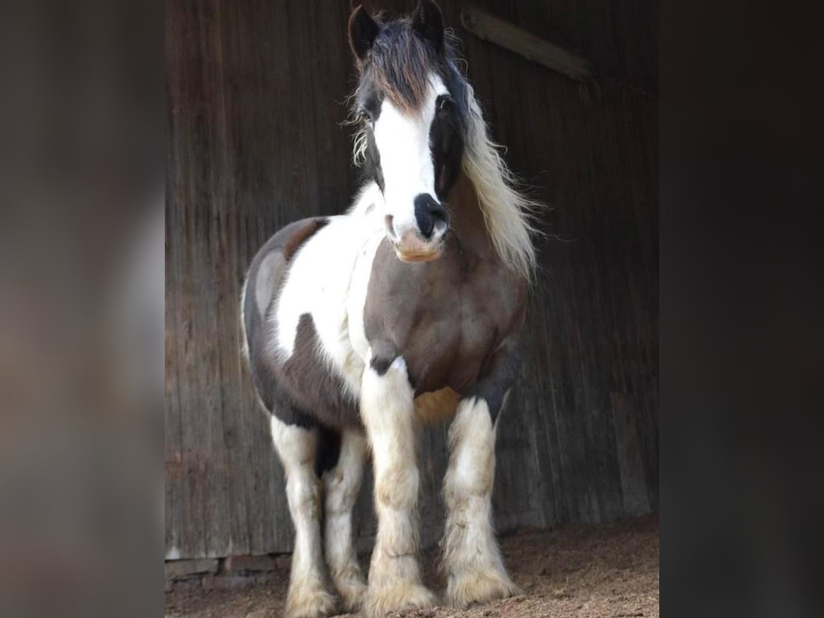 Tinker Stute 14 Jahre 142 cm Schecke in M&#xFC;hlingen
