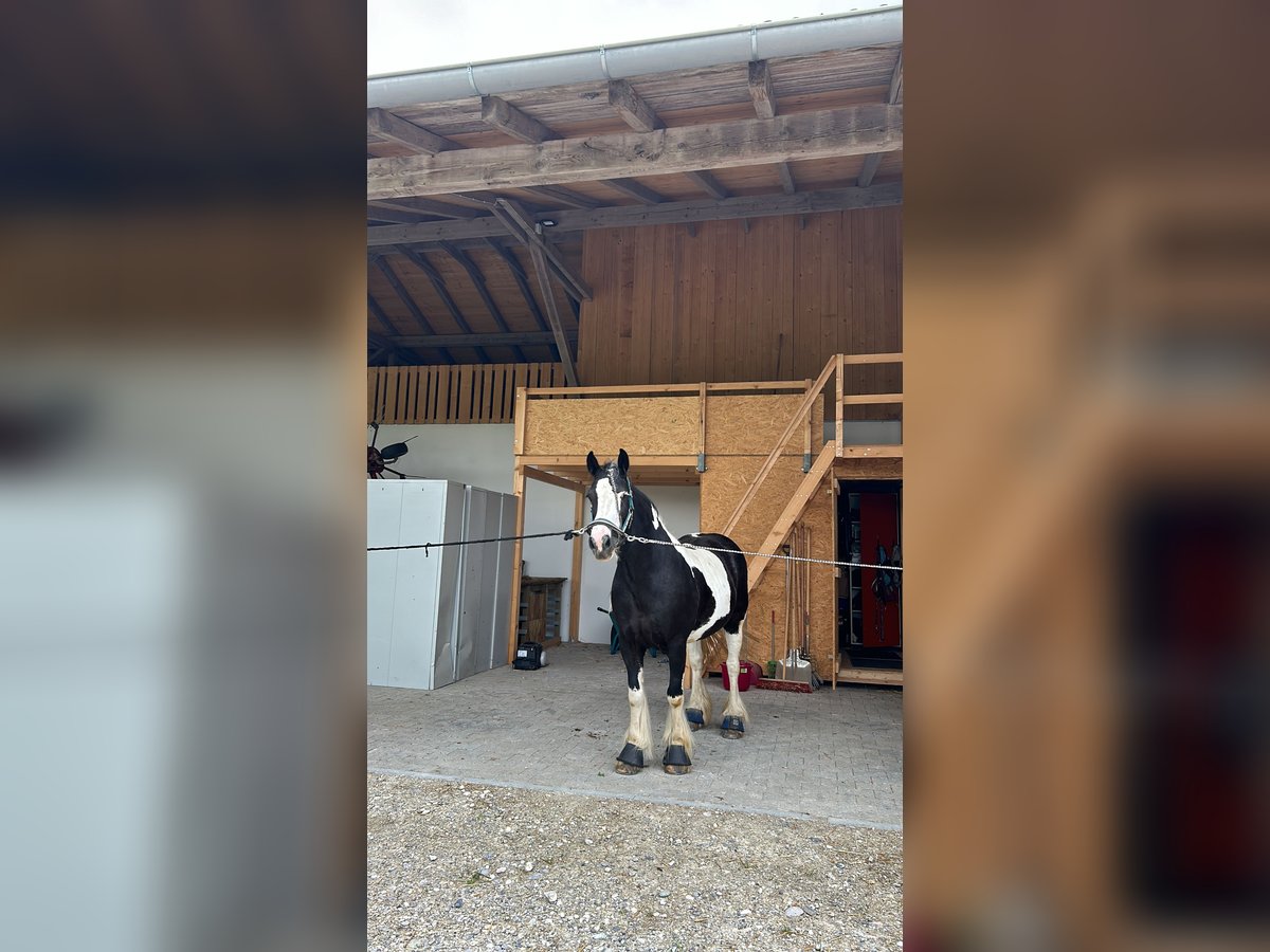 Tinker Stute 14 Jahre 146 cm in Geretsried