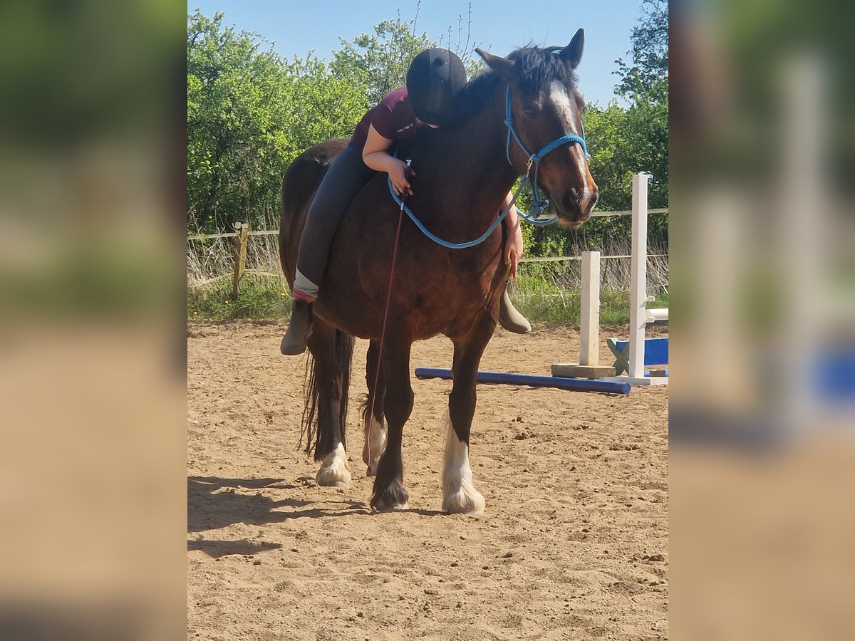 Tinker Stute 14 Jahre 147 cm Brauner in Grevesm&#xFC;hlen