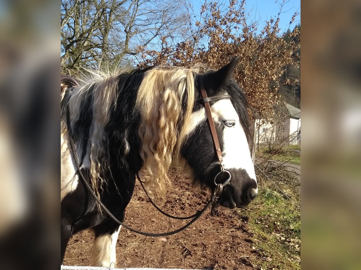 Tinker Mix Stute 14 Jahre 150 cm Tobiano-alle-Farben in Malsburg-Marzell