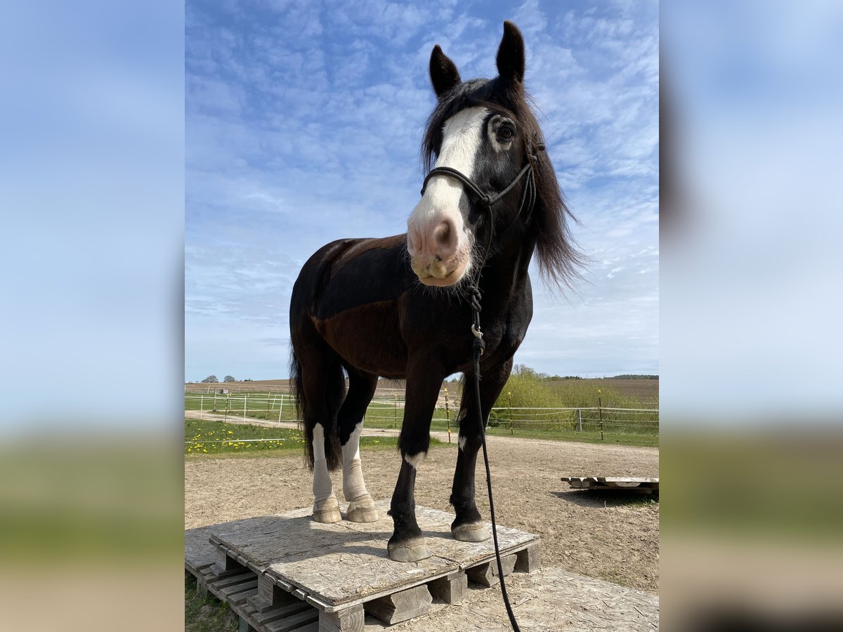 Tinker Stute 14 Jahre 154 cm Rappe in Nehms