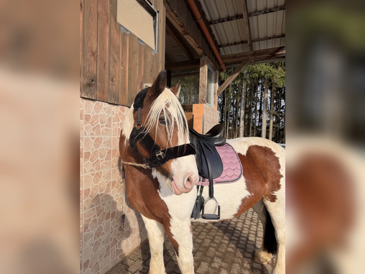 Tinker Stute 14 Jahre 154 cm Schecke in Oberleichtersbach