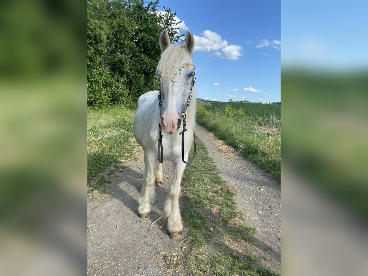 Tinker Stute 15 Jahre 135 cm Schimmel in Wei&#xDF;enthurm