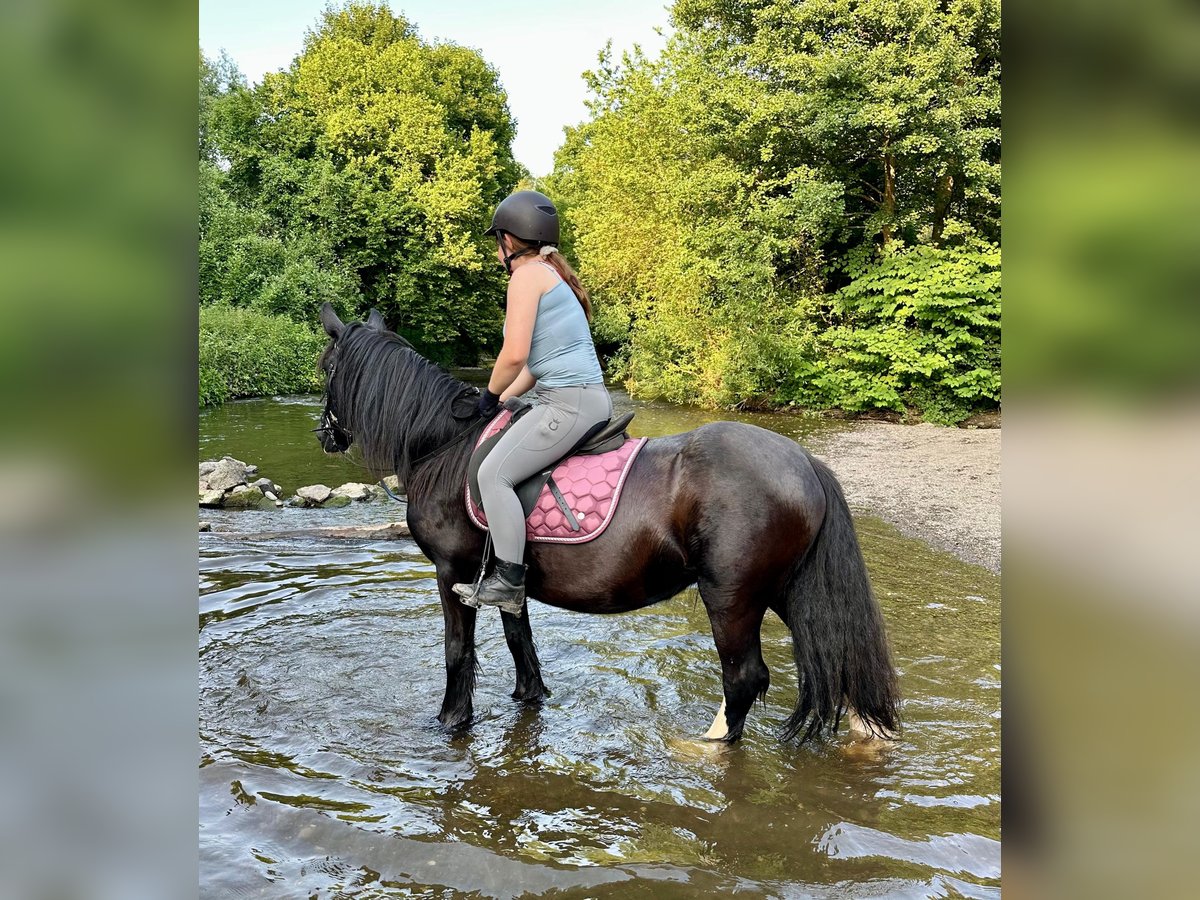 Tinker Stute 15 Jahre 140 cm Rappe in Wei&#xDF;enthurm