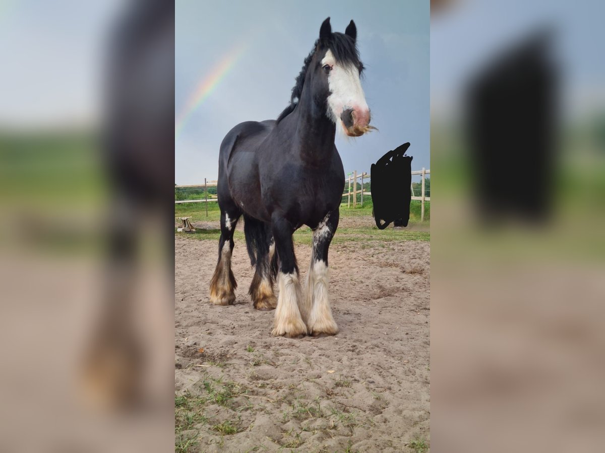 Tinker Stute 15 Jahre 140 cm Schwarzbrauner in Wilstedt